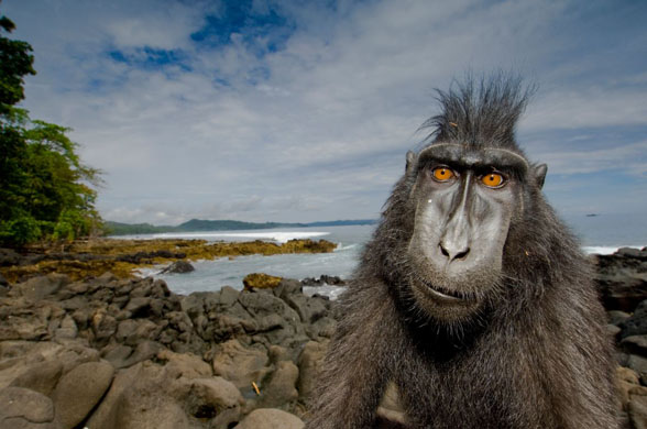 Stefano Unterthiner, Italy. Winner, animal portraits